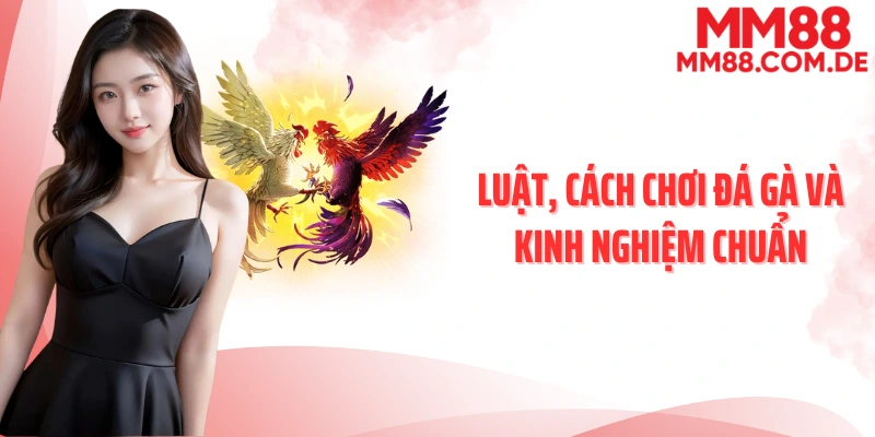 Luật, cách chơi đá gà và kinh nghiệm chuẩn